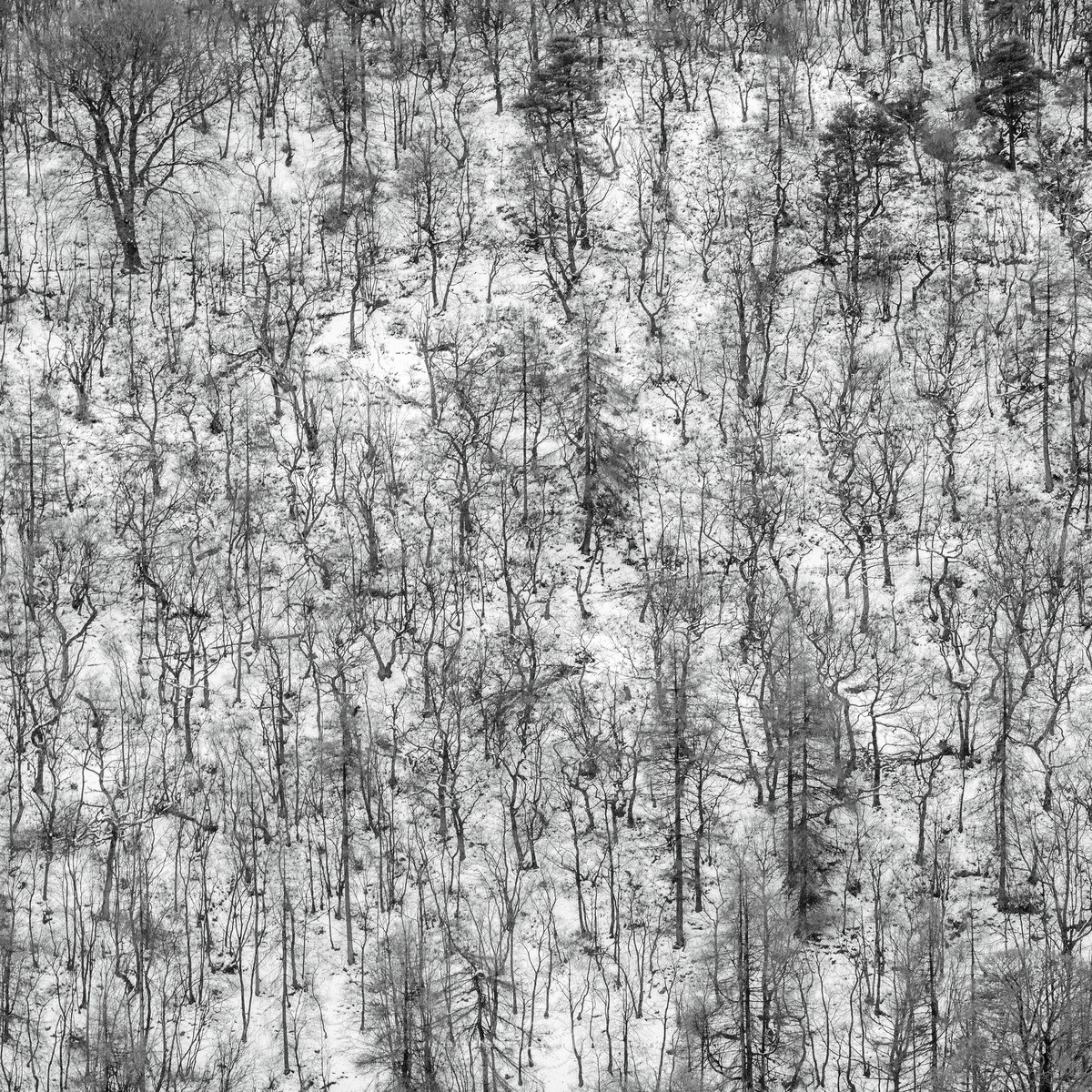 A path runs through it. - WINTER