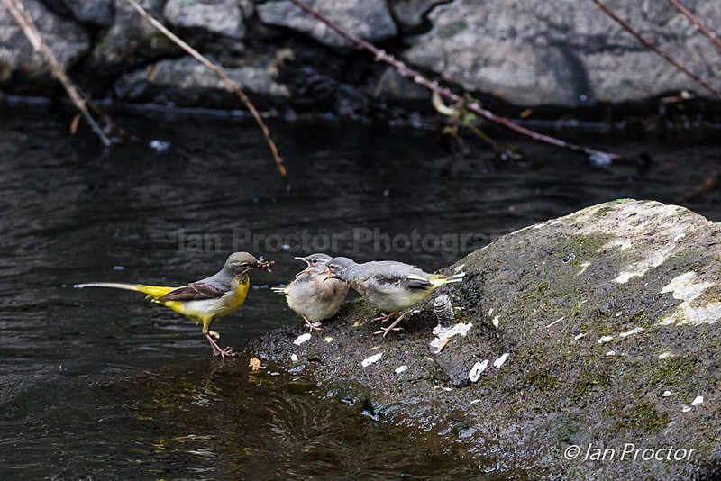 Feeding time for juvenile Grey Wagtails - Nature