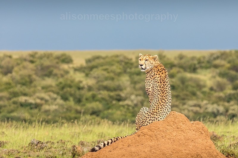  - Cheetah