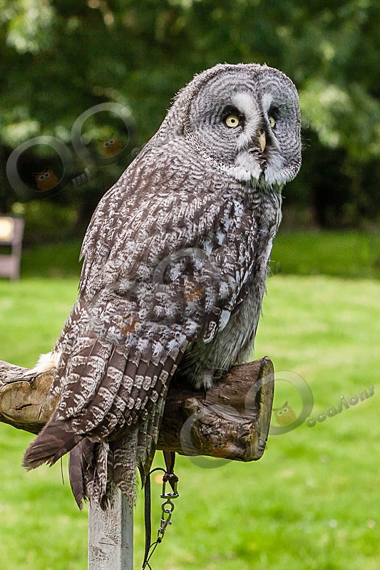 Midnight the Great Grey Owl - Our Birds
