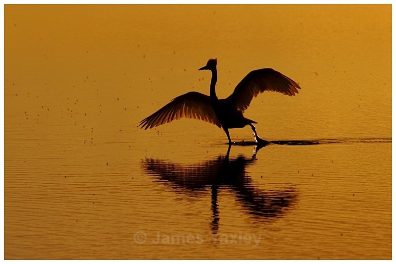 Tai Chi - Creative
