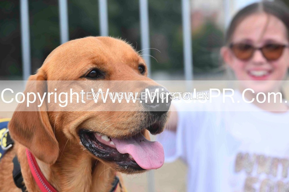 SH4_0123 - Dog show.