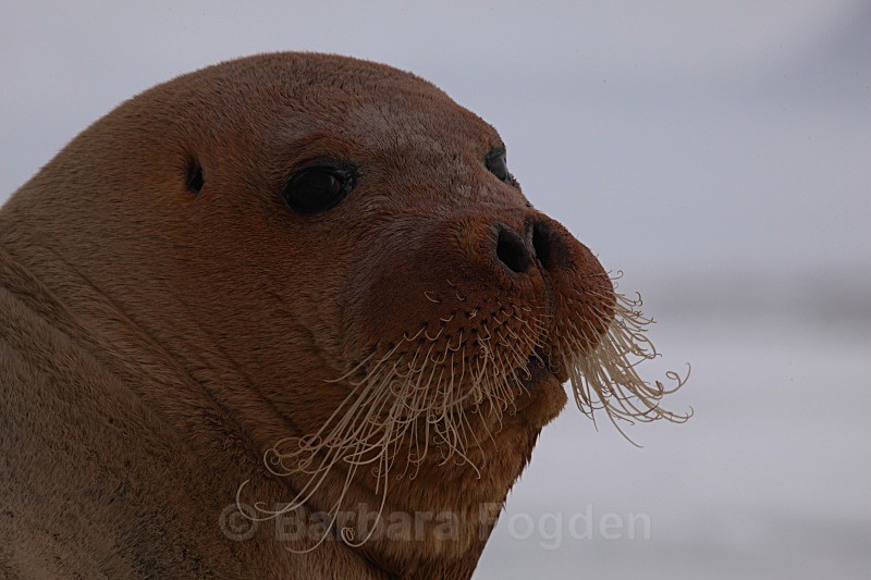 Bearded seal 1479 - Wildlife