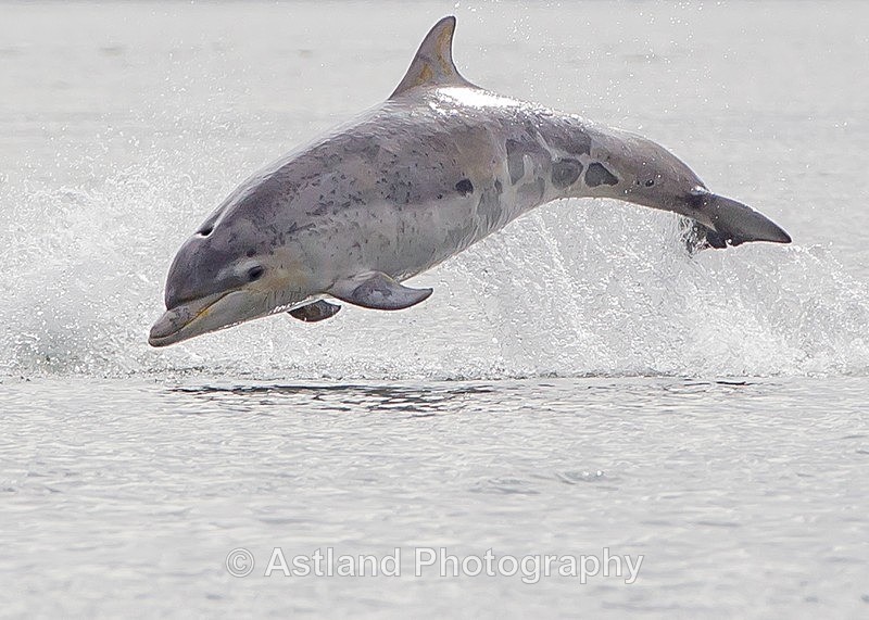 Astland Photography, Bird and Wildlife Images, Susan and Peter Wilson, U.K.