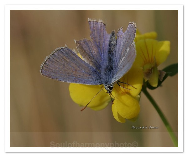 Sonnet Of Nature - Invertebrate's Macro