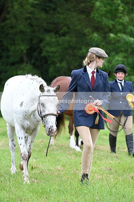 WJ7_4581 - Class 14B Prettiest Mare