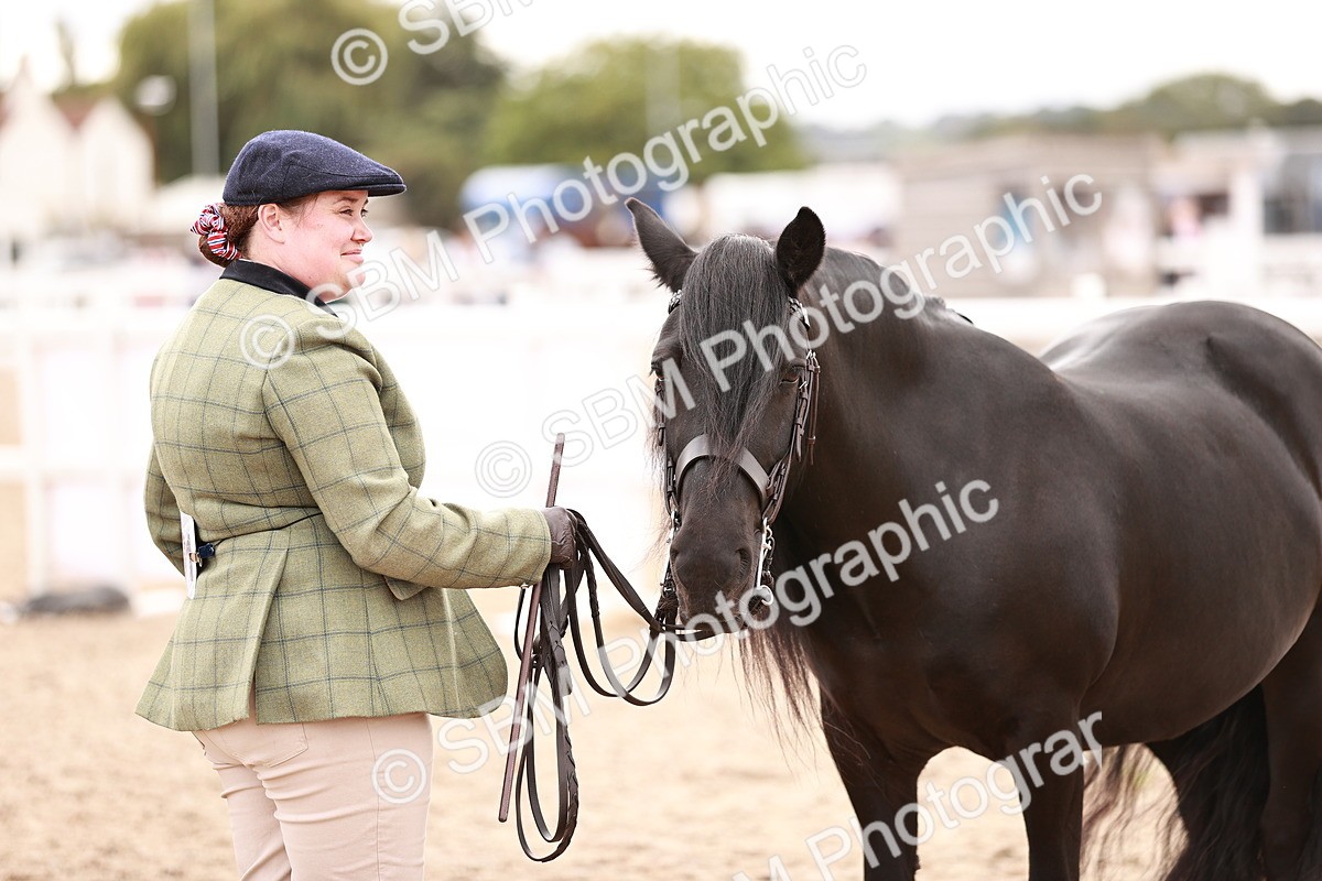 SBM_16127 - Class 411 - Prettiest Mare - (IH or Ridden Adult)