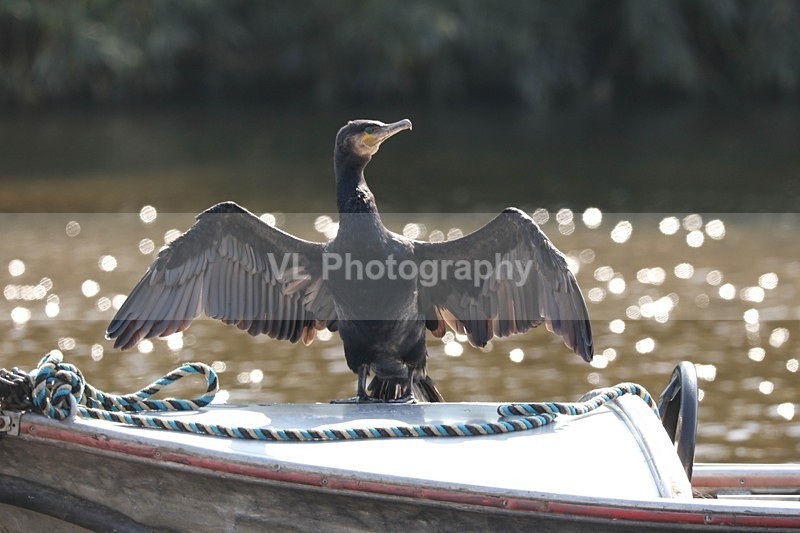 Cormorant - Animals and Birds