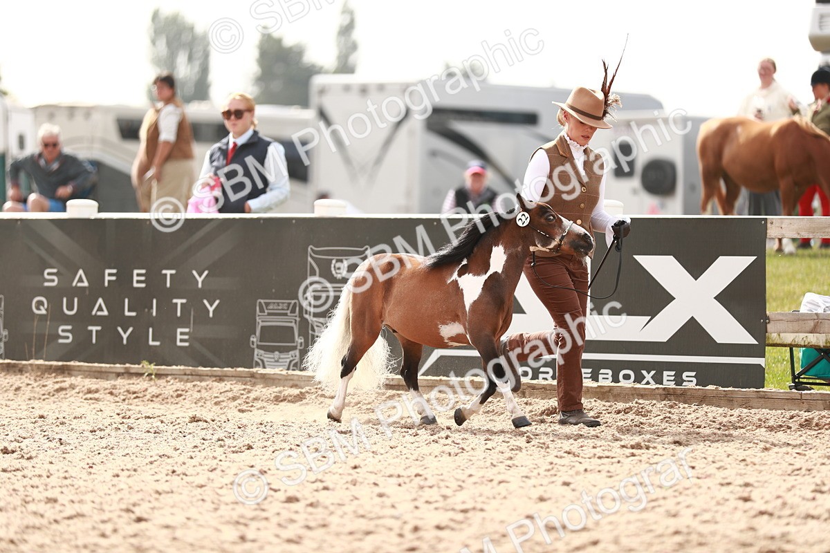 SBM_11798 - Class 206 IH Non Show Type Pony