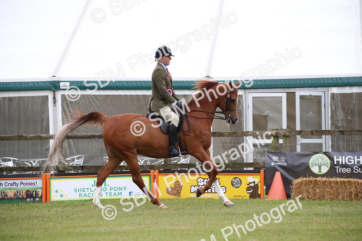SBM_03654 - Class 21 - 22 - Ridden Arab and Part Bred/Anglo Arab