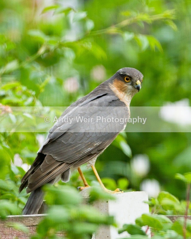 20110529-IMG_5492 - Sparrowhawk
