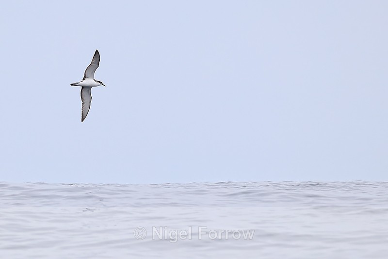Buller's Shearwater flying, Pacfic Ocean, off Chile - Buller's Shearwater
