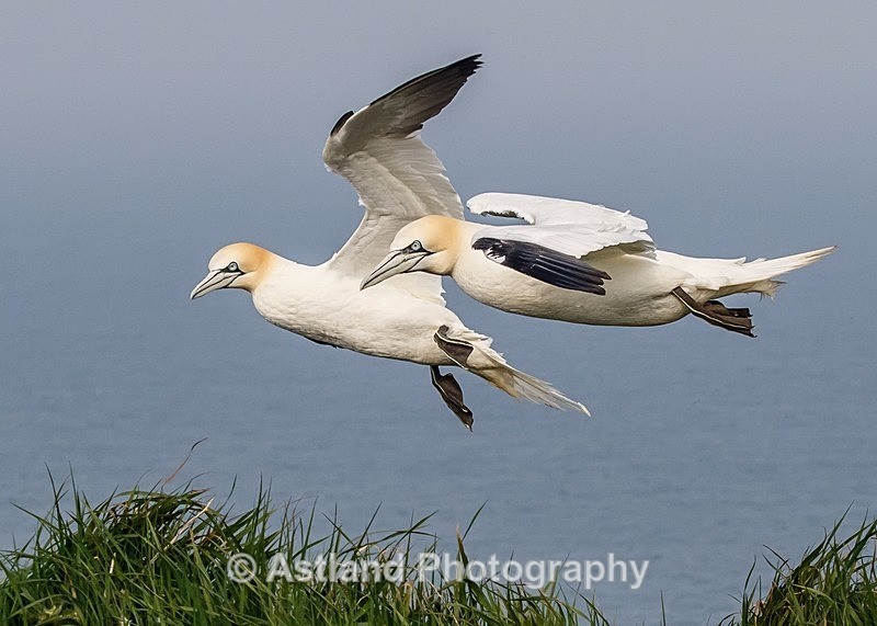 Astland Photography, Bird and Wildlife Images, Susan and Peter Wilson, U.K.