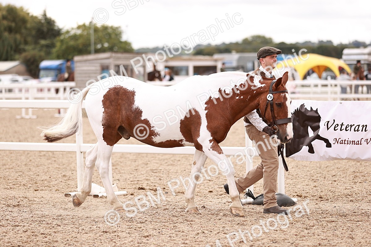 SBM_16178 - Class412 - Handsome Gelding (IH  or Ridden) Adult