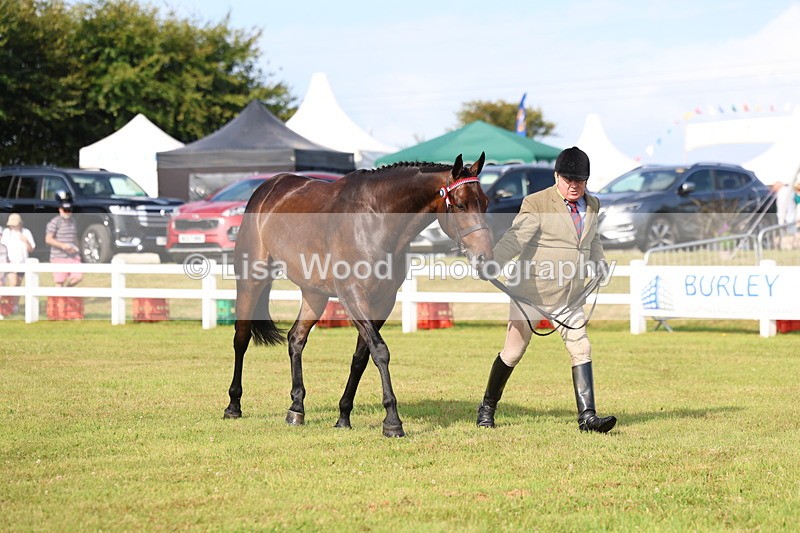 3E7A8337 - Class 2: Rising Star Large Hack/Riding Horse