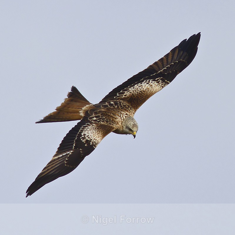 Red Kite - Red Kite