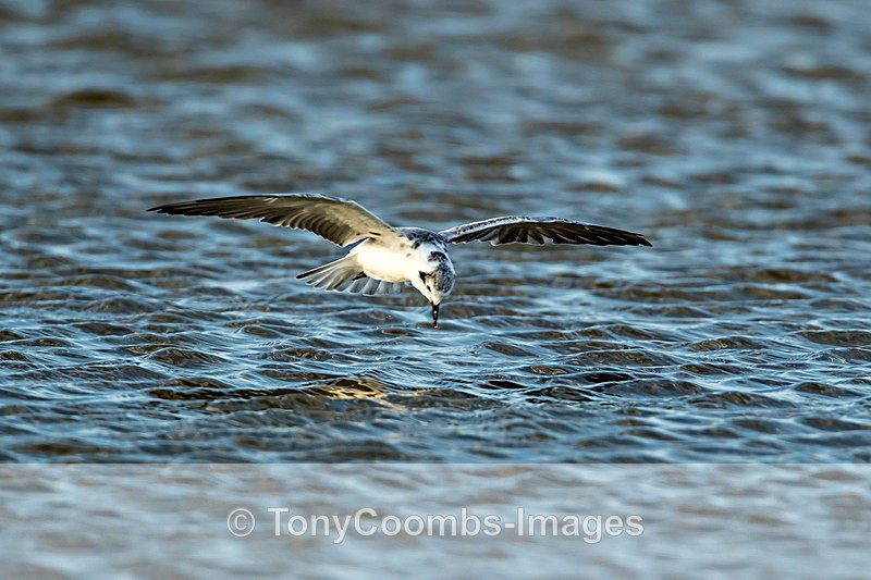 Black Tern (feeding) - The Skeleton Coast