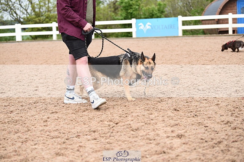 240518A-120948-01106 - Cls 3 Handsomest Dog