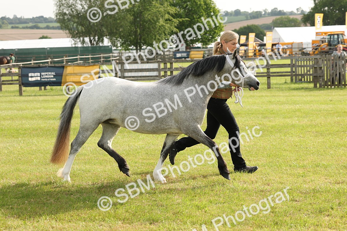 SBM_00428 - Class 6-13 - Mountatin and Moorland In Hand Welsh Breeds