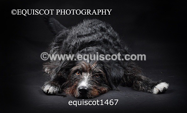 equiscot1467 - RUSSO