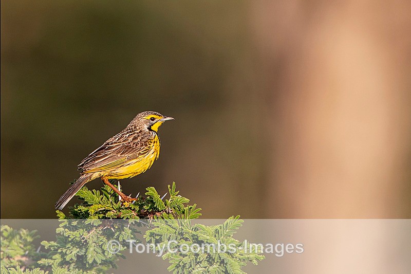 Yellow-throated Longclaw - Mara North ~ Birds