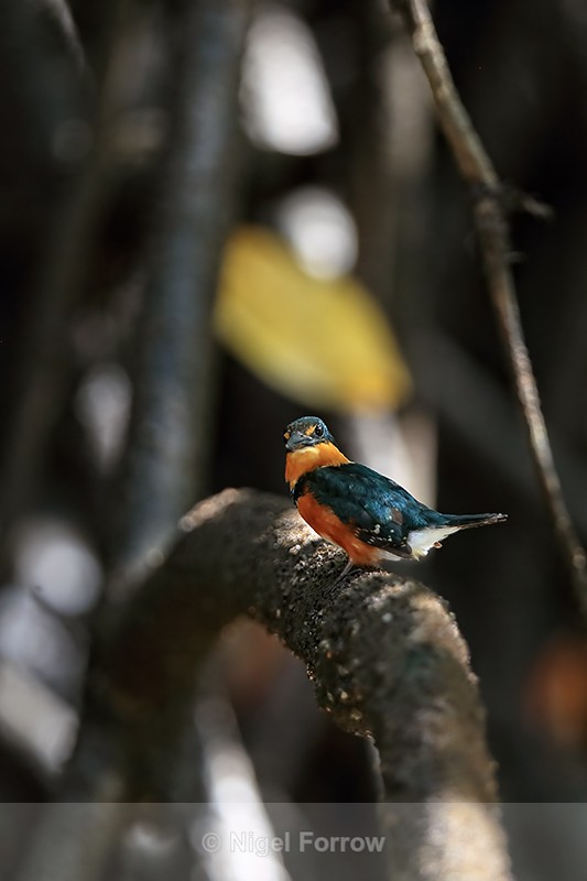 American Pygmy Kingfisher in mangroves, Sierpe River, Costa Rica - American Pygmy Kingfisher