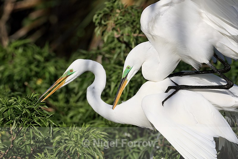 Great Egrets mating, Gatorland, Florida - Great Egret