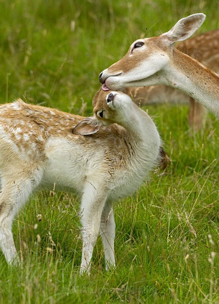 Fallow Deer ref fd 7c - FALLOW DEER