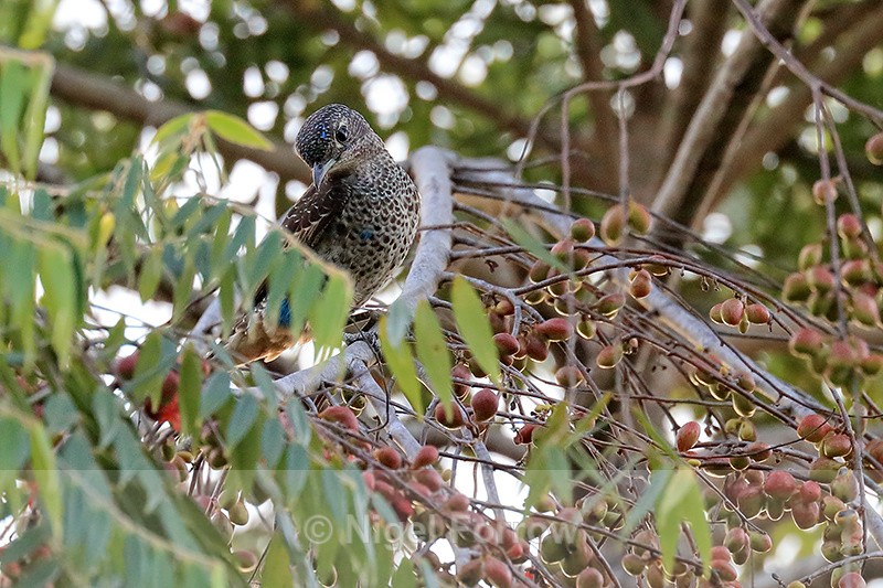 Turquoise Cotinga (female), Osa Peninsula, Costa Rica - Turquoise Cotinga