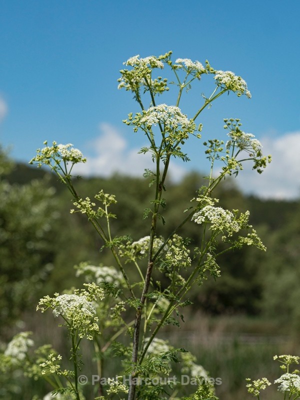 Hemlock, Carrot Fern (Conium maculatum) - Flowers in the Landscape - 1