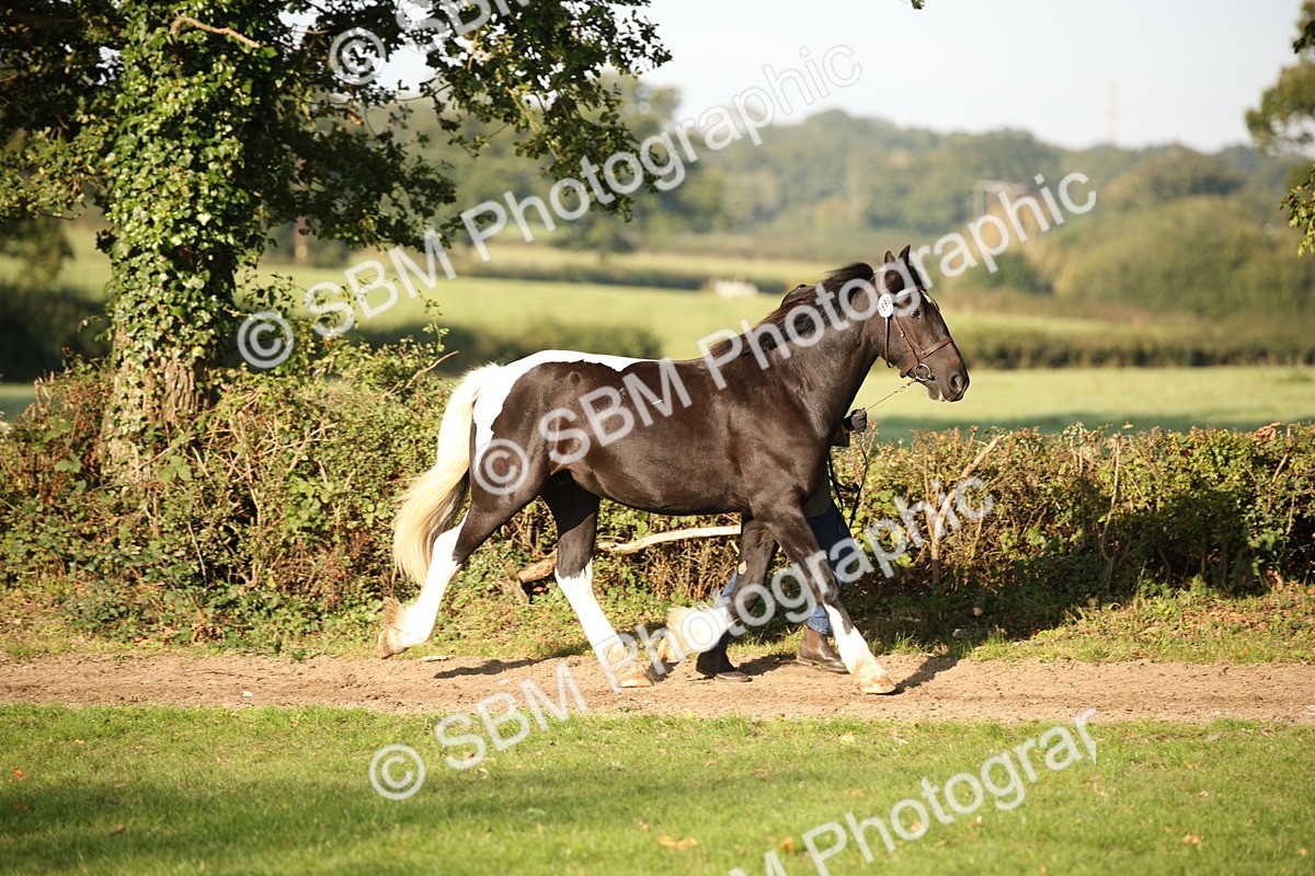 SBM_58700 - S51 - Piebald & Skewbald Horse In Hand