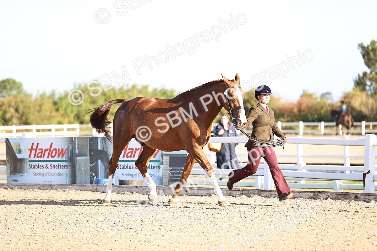 SBM_08317 - Class 401 - IH Veteran Horse