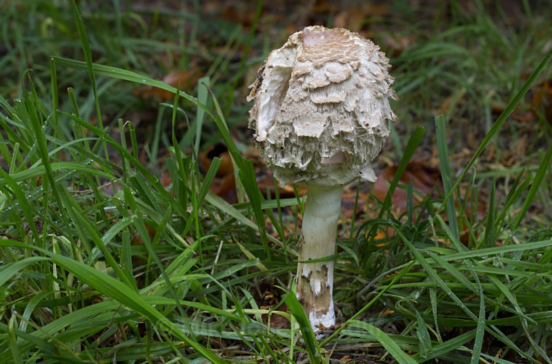 Fungi, Cholmondeley Castle, Cheshire - FUNGI (MUSHROOM) IMAGES