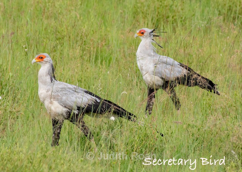  - South Africa Birds and Mammals