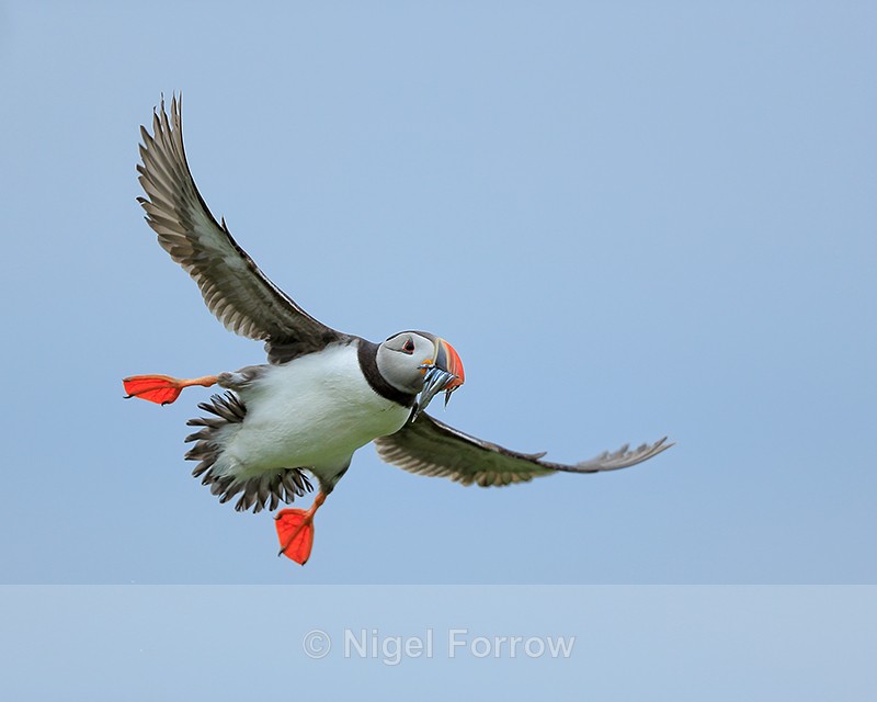 Atlantic Puffin with fish banking, Farne Islands - Puffin