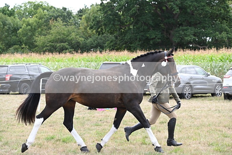 WJ6_6243 - Class 19 In-hand Veterans (Uploaded correct folder)