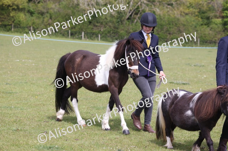 20260426-3250 - Class 26 - Shetland Ponies and Minitures