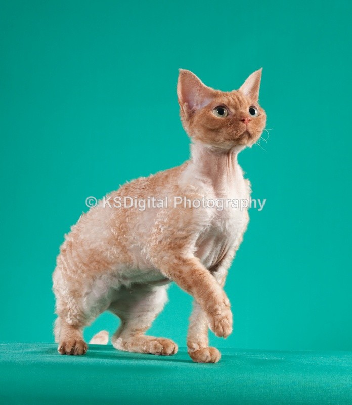  - Villamagic Devon Rexs