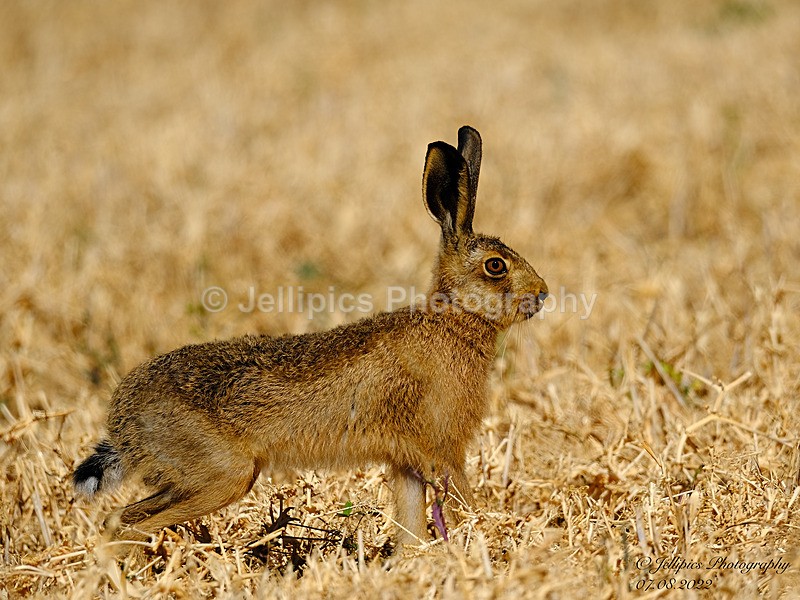  - Wildlife and Nature