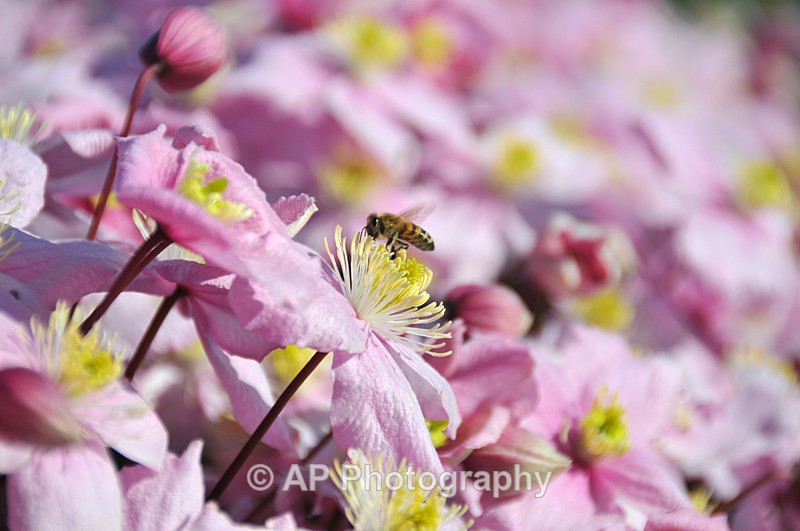 ACP_3345 - Plants