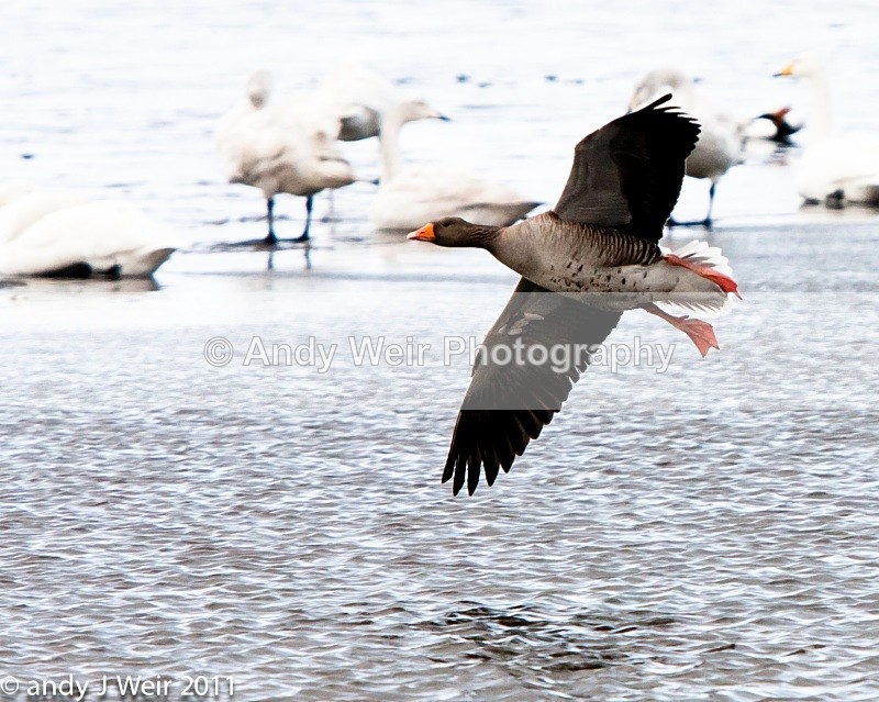  - Greylag Goose