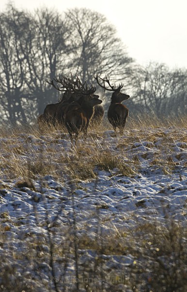 RED DEER ref rd 17a - THE DEER IN WINTER