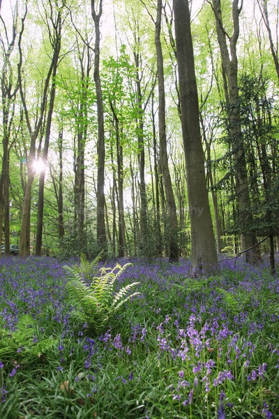 Bluebells   _ WOOD_022 - Woodland scenes & flowers