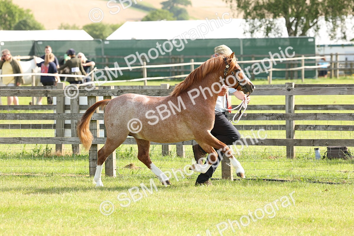 SBM_00642 - Class 6-13 - Mountatin and Moorland In Hand Welsh Breeds