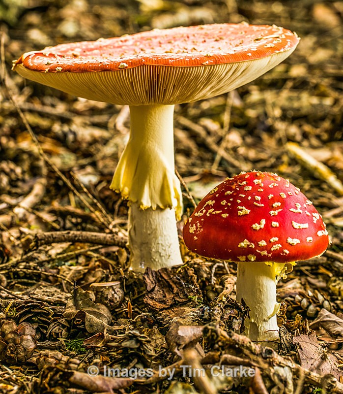 Fly Agaric pair 2 - Nature