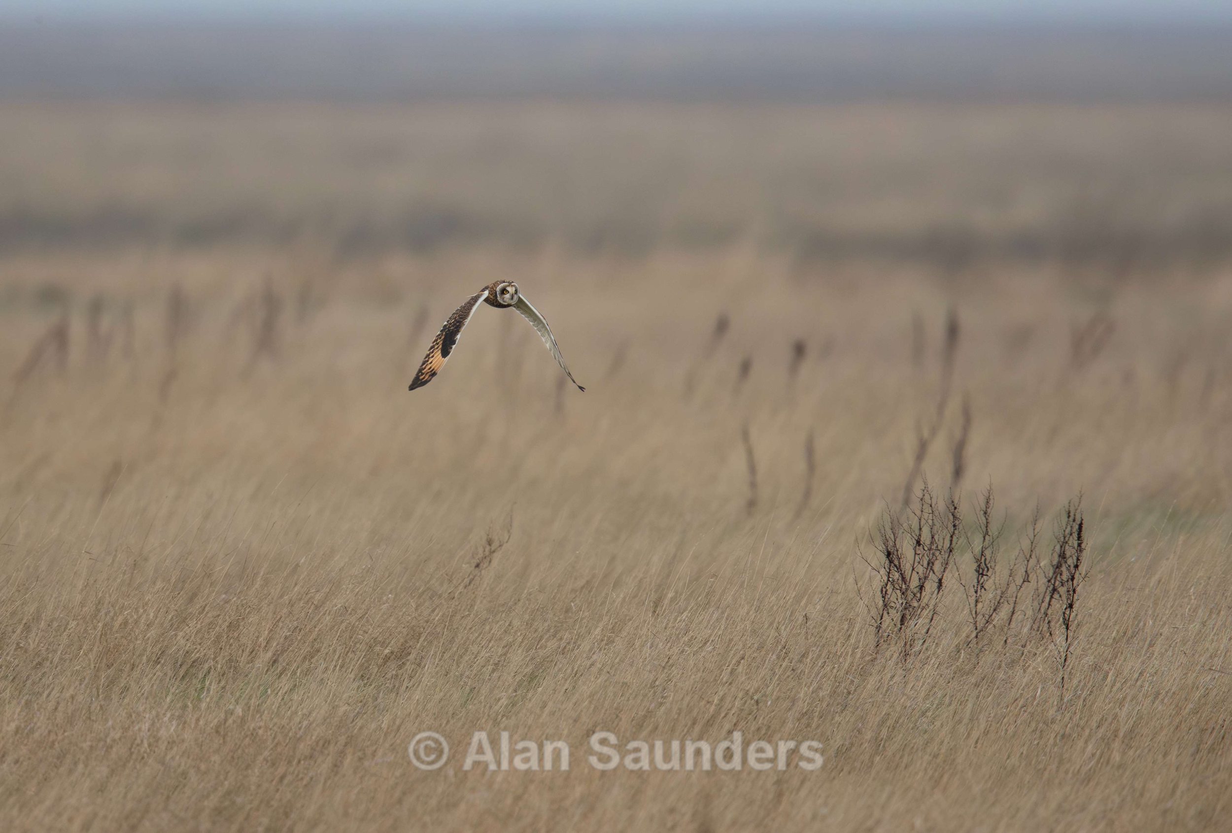 Short Eared Owl