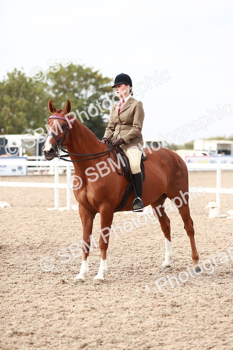 SBM_17538 - Class 215 Ridden Hack/ Riding Horse