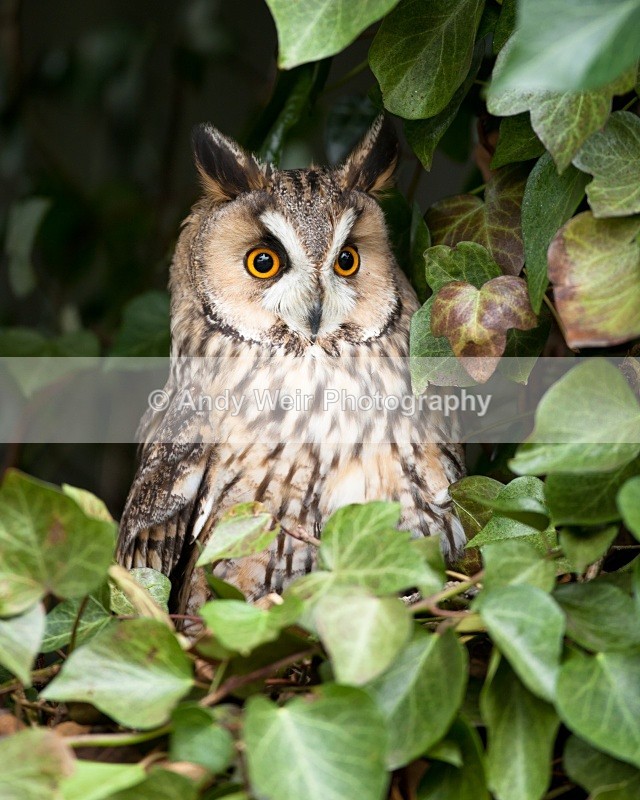 20110312-IMG_1303 - Long Eared Owl