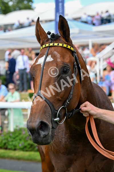 280625-Race 4-Hankelow-0365 - Race 4 3.40pm Al Basti Equiworld Dubai Novice Stakes