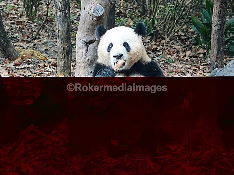 CHINA__0060 - China 2019